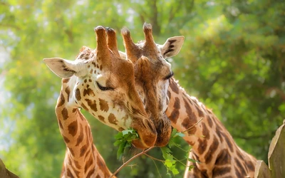 shutterstock_2481147821