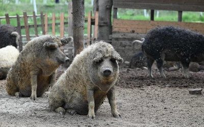 mangalica