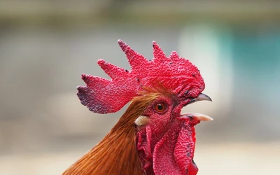 kvíz