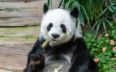panda