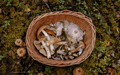 Gombászat