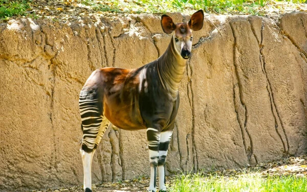 okapi