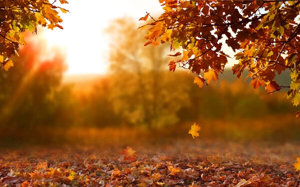 shutterstock_1182854209