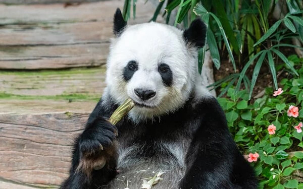 panda