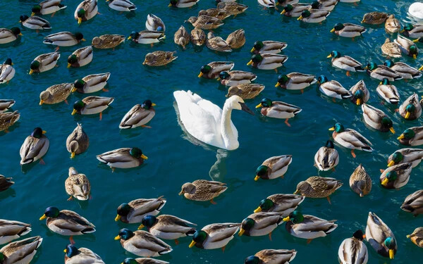 kvíz